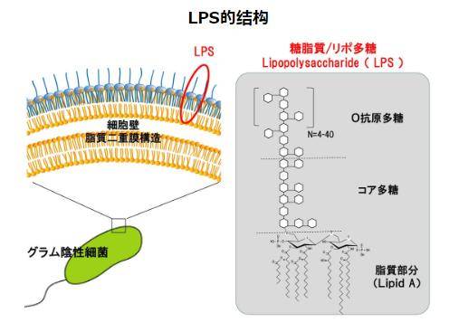 日本LPS脂多糖百科免疫学中LPS的结构与识别 脂多糖lps医学上作用机制与DrLPS