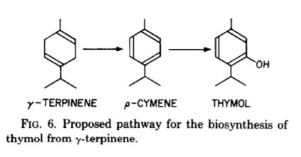 图丨该文献推测百里香酚是由 γ- 萜品烯芳构化为对伞花烃,然后对伞花烃经过羟基化反应而形成。(来源:论文)